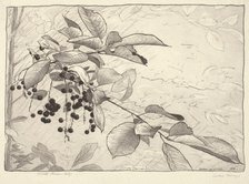 Choke-berries, 1920. Creator: Bolton Coit Brown.