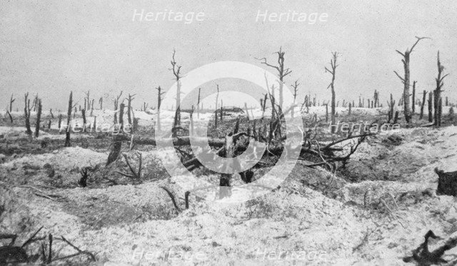 Blasted tree stumps, Mesnil, Champagne, France, World War I, 1915. Artist: Unknown