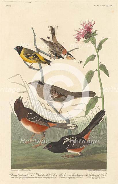 Chestnut-colored Finch, Black-headed Siskin, Black Crown Bunting and Arctic Ground Finch, 1837. Creator: Robert Havell.