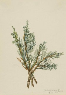 Creeping Juniper (Juniperus horizontalis), 1918. Creator: Mary Vaux Walcott.