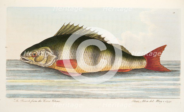 The Pearch from the River Rhine, from A Treatise on Fish and Fish-ponds, pub. 1832 