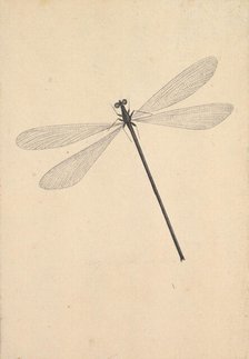 A Dragonfly, early 18th-mid 18th century. Creator: Nicolaas Struyk.