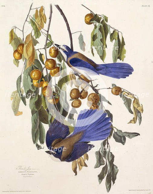 The Florida scrub jay. From "The Birds of America", 1827-1838. Creator: Audubon, John James (1785-1851).