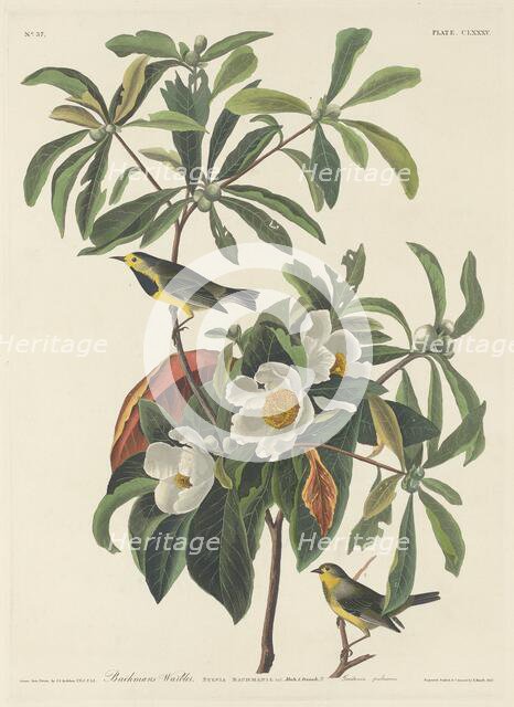 Bachman's Warbler, 1834. Creator: Robert Havell.