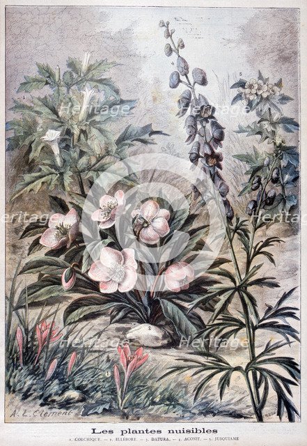 Harmful plants, 1897. Creator: F Meaulle.