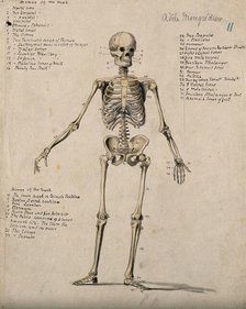 A skeleton, 1880. Creator: Adele Mongredien.
