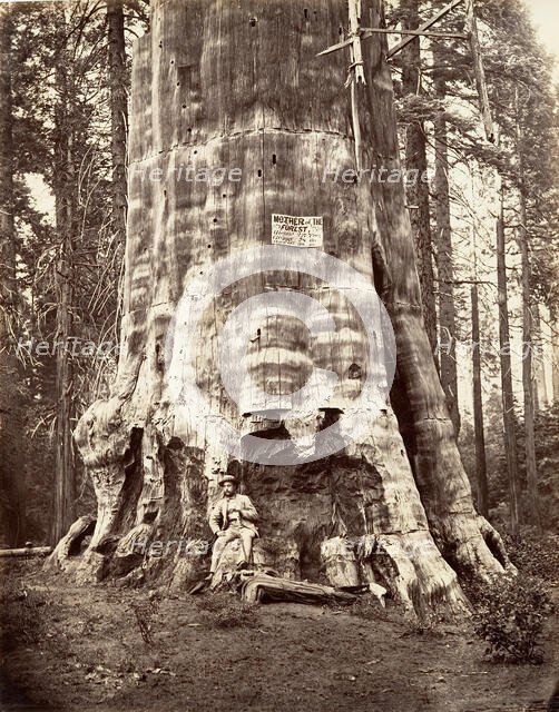 Mother of the Forest, 1865-66, printed ca. 1876. Creator: Carleton Emmons Watkins.