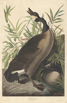 Canada Goose, 1834. Creator: Robert Havell.