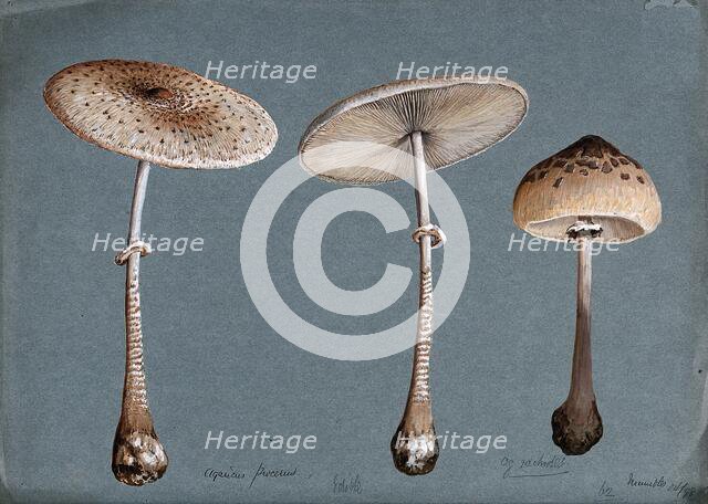 Two parasol mushrooms (Lepiota procera) and a shaggy parasol mushroom (Lepiota rhacodes), 1898. Creator: Unknown.