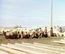 Group of camels and four men posed in front of piles of sacks, logs in..., between 1905 and 1915. Creator: Sergey Mikhaylovich Prokudin-Gorsky.