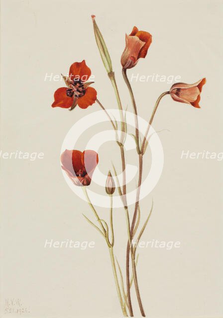 Scarlet Mariposa (Calochortus kennedyi), 1926. Creator: Mary Vaux Walcott.