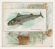 Mackerel, from Fish from American Waters series (N39) for Allen & Ginter Cigarettes, 1889. Creator: Allen & Ginter.
