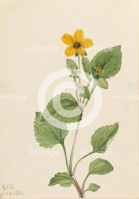 Golden Star (Chrysogonum virginianum), 1922. Creator: Mary Vaux Walcott.