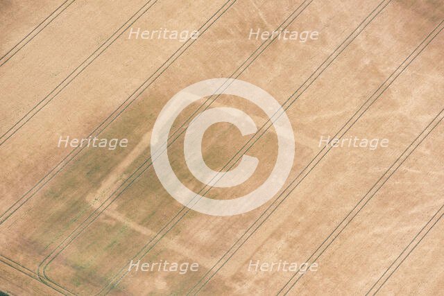 Rectilinear enclosure crop mark showing in the hot summer of 2018, near Linton, Cambridgeshire, 2018 Creator: Damian Grady.
