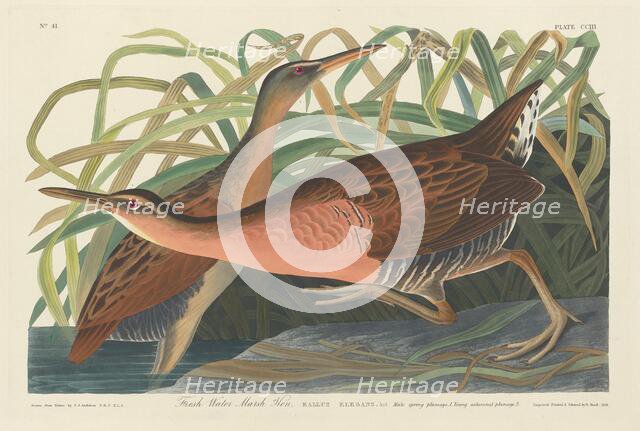 Fresh Water Marsh Hen, 1834. Creator: Robert Havell.