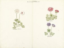 Three studies of anemones, 1760-1769. Creator: C. Baak.