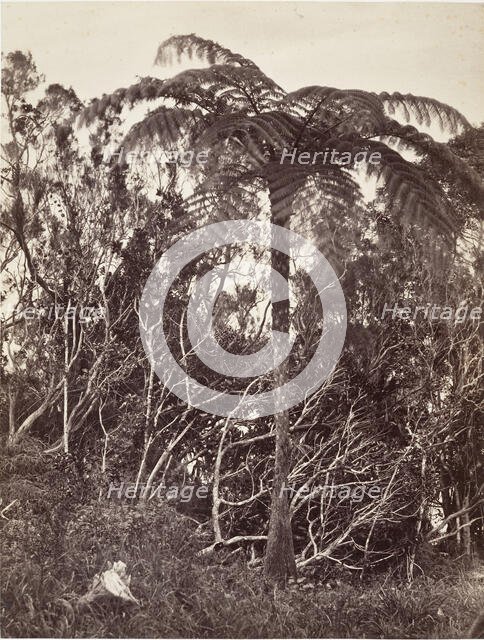 Fougère arborescente, 1863. Creator: Désiré Charnay.