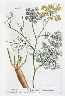 Fennel, 1782. Artist: Elizabeth Blackwell