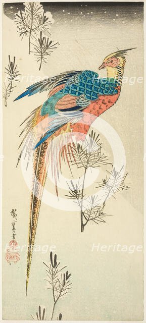 A Golden Pheasant Perched on a Steep Snowy Hillside amid Small Pine Saplings, c. 1833. Creator: Ando Hiroshige.