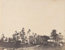Etude de Palmiers, Bords du Nil, Kalabschi, 1853-54. Creator: John Beasley Greene.