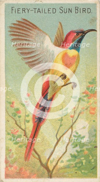 Fiery-Tailed Sun Bird, from the Birds of the Tropics series (N5) for Allen & Ginter Cigare..., 1889. Creator: Allen & Ginter.
