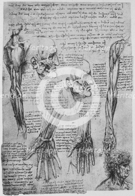 'Studies of the Muscles of the Face and Arm', c1480 (1945). Artist: Leonardo da Vinci.