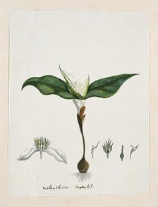 Androcymbium capense (L.) Krause., 1777-1786. Creator: Robert Jacob Gordon.