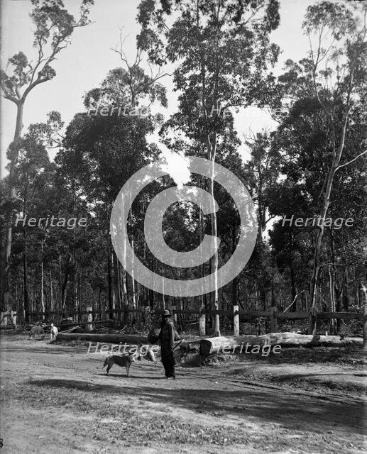 Indigenous Australian man and dogs, unknown location, c1900s. Creator: Robert Augustus Henry L'Estrange.