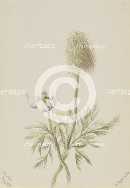 Pulsatilla occidentalis, 1899. Creator: Mary Vaux Walcott.