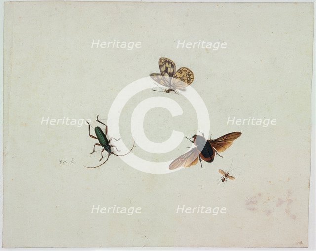 Four insects, End of 17th cen.. Artist: Bronkhorst, Johannes (1648-1727)