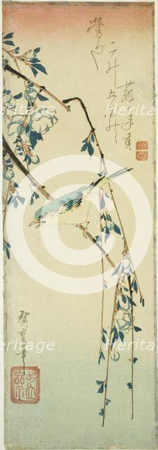 Bush warbler on plum branch, 1830s. Creator: Ando Hiroshige.