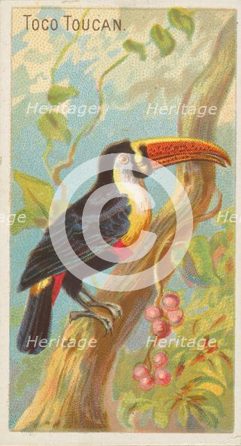 Toco Toucan, from the Birds of the Tropics series (N5) for Allen & Ginter Cigarettes Brands, 1889. Creator: Allen & Ginter.