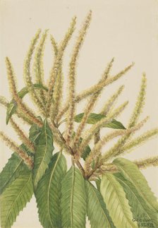 American Chestnut (Castanea dentata), 1932. Creator: Mary Vaux Walcott.