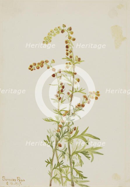 Rock Wormwood (Artemisia discolor), 1917. Creator: Mary Vaux Walcott.