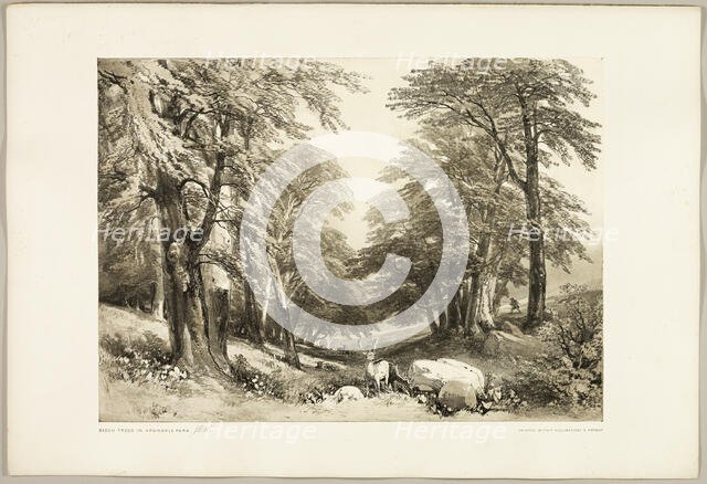 Beech Trees in Arundale Park, from The Park and the Forest, 1841. Creator: James Duffield Harding.