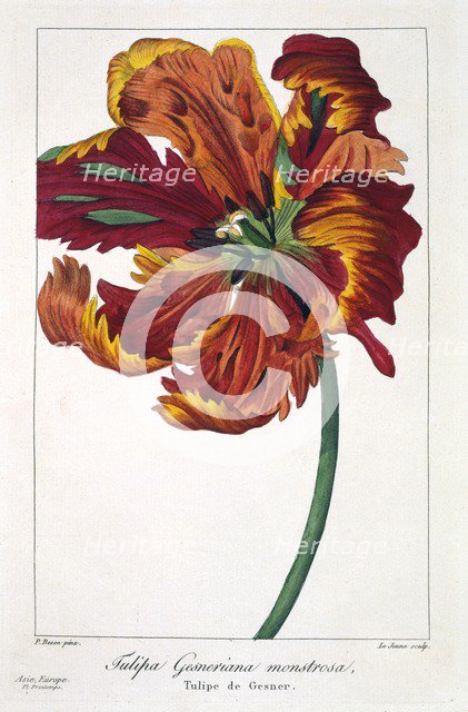 Tulip 'Firebird', pub. 1836. Creator: Panacre Bessa (1772-1846).