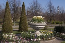 Regent's Park - Springtime floral displays in Regent's Park, London, NW1. England. Creator: Ethel Davies;Davies, Ethel.