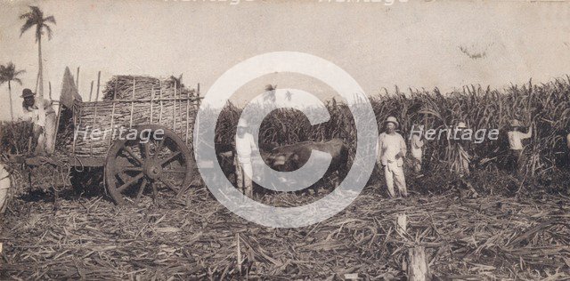 Corte de Canna. - Gathering Sugarcane. Cuba, c1900. Artist: Unknown