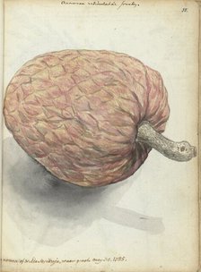 Boannona or wild serikaja, 1785.  Creator: Jan Brandes.