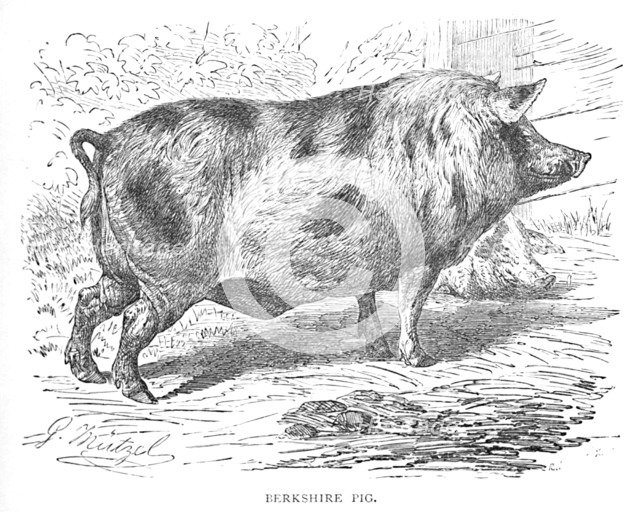 'Berkshire Pig', c1900. Artist: Helena J. Maguire.