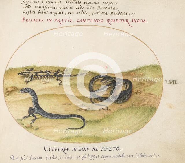 Animalia Qvadrvpedia et Reptilia (Terra): Plate LVII, c. 1575/1580. Creator: Joris Hoefnagel.