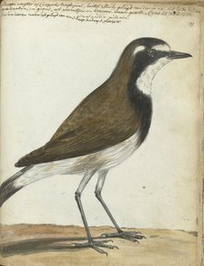Songbird or Cape Nightingale, 1786. Creator: Jan Brandes.