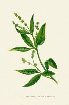 'Perennial, or Dog's Mercury', c1891, (1891). Artist: Anne Pratt.