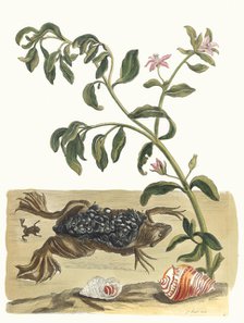 Cresson. From the Book Metamorphosis insectorum Surinamensium, 1705. Creator: Merian, Maria Sibylla (1647-1717).