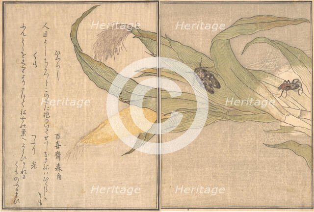Evening Cicada, Higurashi; Spider, Kumo..., 1788. Creator: Kitagawa Utamaro.