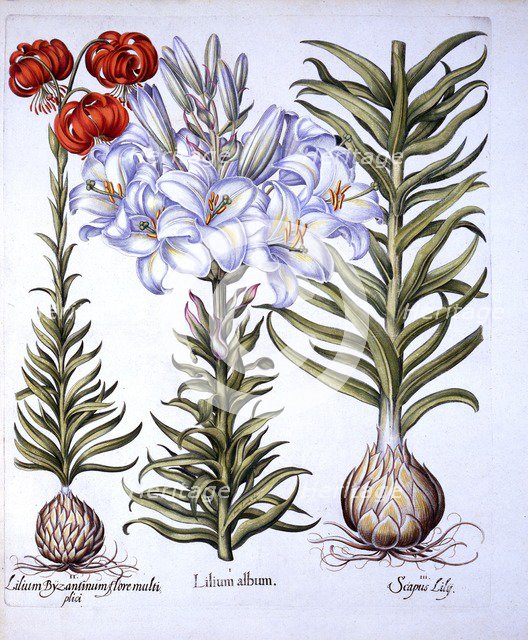 Madonna Lily and Bulb, Red Martagon of Constantinople, from 'Hortus Eystettensis', by Basil Besler (