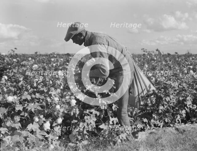 Migratory field worker picking cotton in San Joaquin Valley, CA, 1938. Creator: Dorothea Lange.