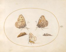 Plate 15: Three Butterflies and Two Chrysalides, c. 1575/1580. Creator: Joris Hoefnagel.