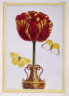 Tulip 'Le Drap d'Or,  pub. 1776. Creator: Pierre Joseph Buchoz (1731-1807).