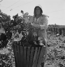 Possibly: Migratory field workers in hop field, near Independence, Oregon, 1939. Creator: Dorothea Lange.